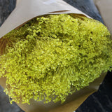 Flores Secas -Broom bloom - Atelier do Sabão