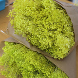 Flores Secas -Broom bloom - Atelier do Sabão