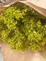 Flores secas - Broom Bloom