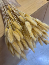 Flores secas - Lagurus