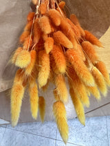 Flores secas - Lagurus