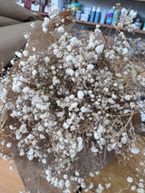 Flores secas - Gipsofila