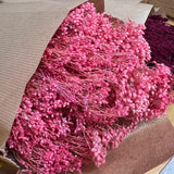 Flores secas - Broom bloom Natural - Atelier do Sabão