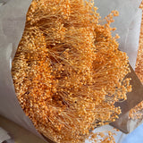 Flores secas - Broom bloom Natural - Atelier do Sabão