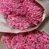 Flores secas - Broom bloom Natural - Atelier do Sabão