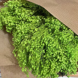 Flores secas - Broom bloom Natural - Atelier do Sabão