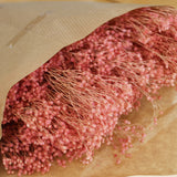 Flores secas - Broom bloom Natural - Atelier do Sabão