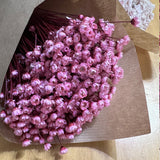 Flores Secas - Glixia