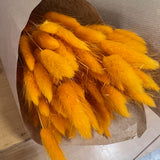 Flores secas - Lagurus