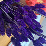 Phalaris - Flores Secas - Atelier do Sabão