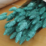 Flores secas - Phalaris