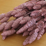 Flores secas - Phalaris