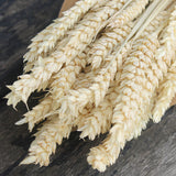 Espiga_Tarwe - Flores Secas - Atelier do Sabão