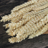 Espiga_Tarwe - Flores Secas - Atelier do Sabão