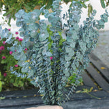 Eucaliptus baby - Flor preservada - Atelier do Sabão