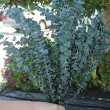 Eucaliptus baby - Flor preservada - Atelier do Sabão