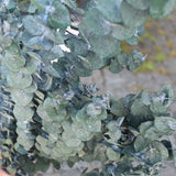 Eucaliptus baby - Flor preservada - Atelier do Sabão