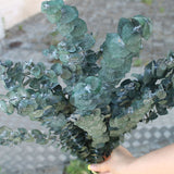 Eucaliptus baby - Flor preservada - Atelier do Sabão