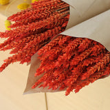 Flores Secas - Tarwe Espiga Laranja - Atelier do Sabão