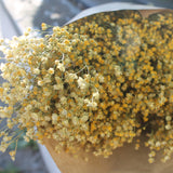 Flores secas - Broom bloom Natural - Atelier do Sabão