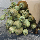 Papaver Verde - Flores Secas - Atelier do Sabão