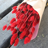 Flores Secas - Phalaris Natural - Atelier do Sabão