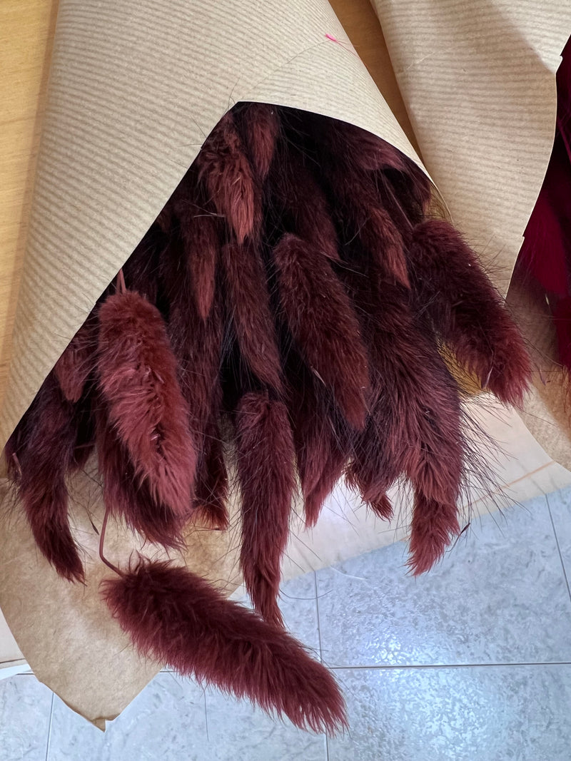 Flores secas - Lagurus