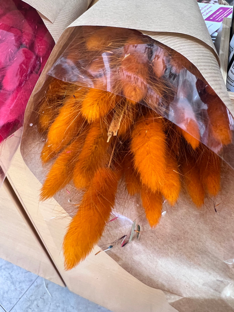 Flores secas - Lagurus