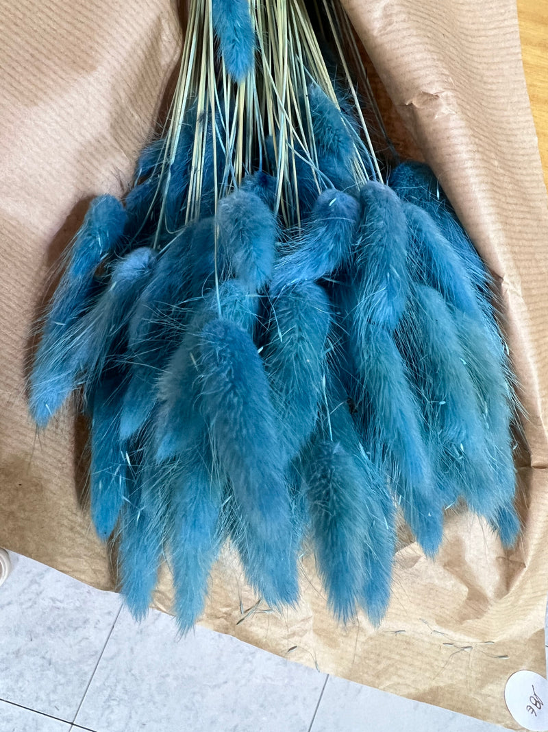 Flores secas - Lagurus