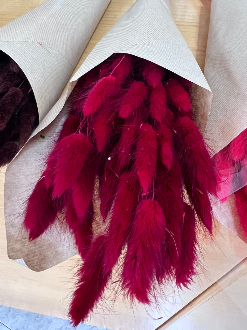 Flores secas - Lagurus