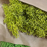 Flores secas - Broom bloom Natural - Atelier do Sabão