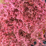 Flores Secas_ Statice_Atelier do Sabão