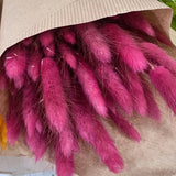 Flores secas - Lagurus