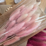 Flores secas - Lagurus