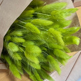 Flores secas - Lagurus