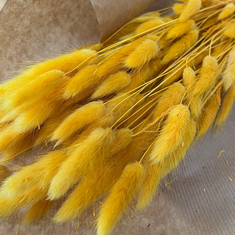 Flores Secas - Lagurus Laranja - Atelier do Sabão