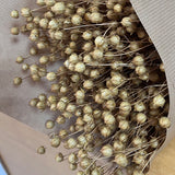 Flores secas - Linum _Atelier do Sabão