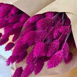 Phalaris - Flores Secas - Atelier do Sabão