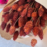 Phalaris - Flores Secas - Atelier do Sabão