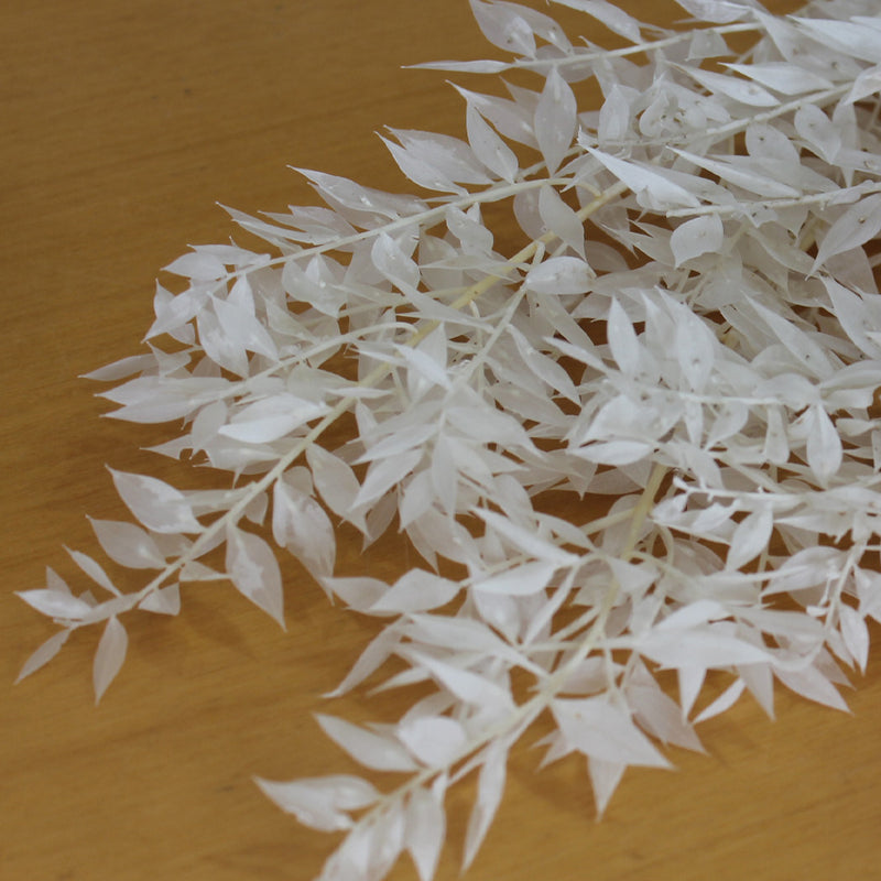 RUSCUS - Flores secas - - Atelier do Sabão