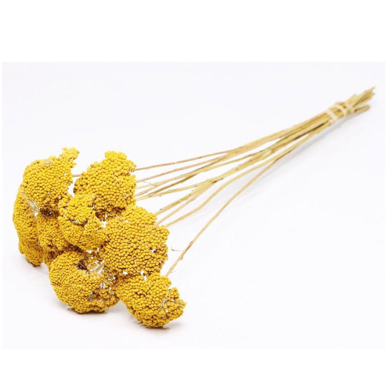 Achilea parker natural - Flores Secas -Atelier do Sabão