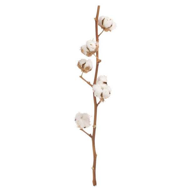 Flores secas - Algodão - Atelier do Sabão