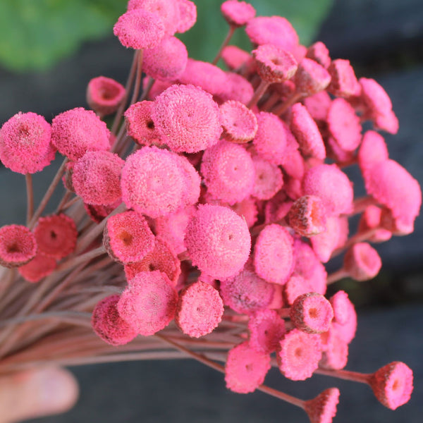 BOTÃO ROSA - Flores secas - Flores preservadas - Atelier do Sabão