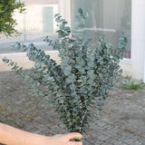 Eucaliptus baby - Flor preservada - Atelier do Sabão
