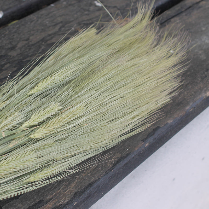 Gerst natural - Espiga barba natural - Flores secas - Atelier do Sabão