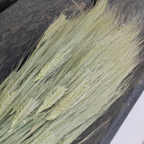 Gerst natural - Espiga barba natural - Flores secas - Atelier do Sabão