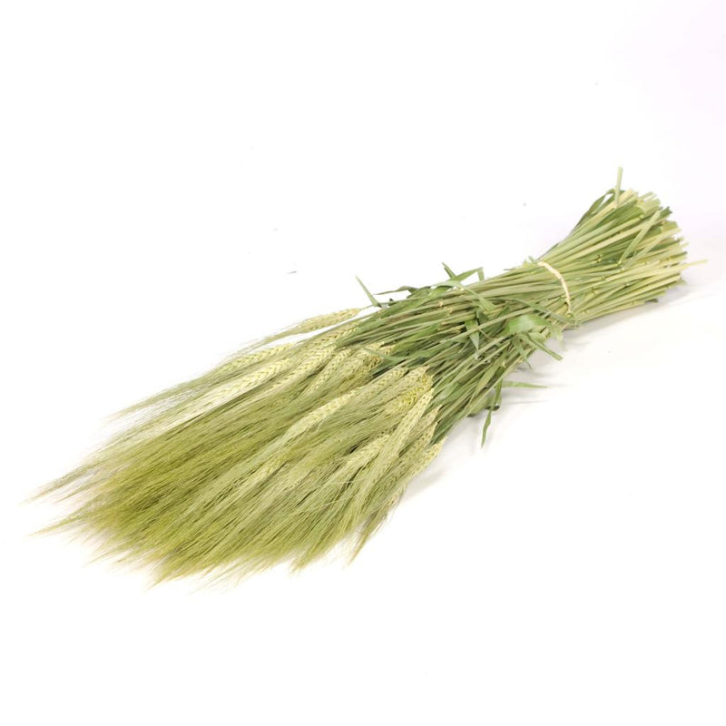 Gerst natural - Espiga barba natural - Flores secas - Atelier do Sabão