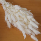 Lagurus natural branco - Flores secas - Atelier do Sabão