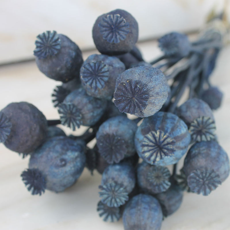 Papaver azul - Flores Secas - Atelier do Sabão