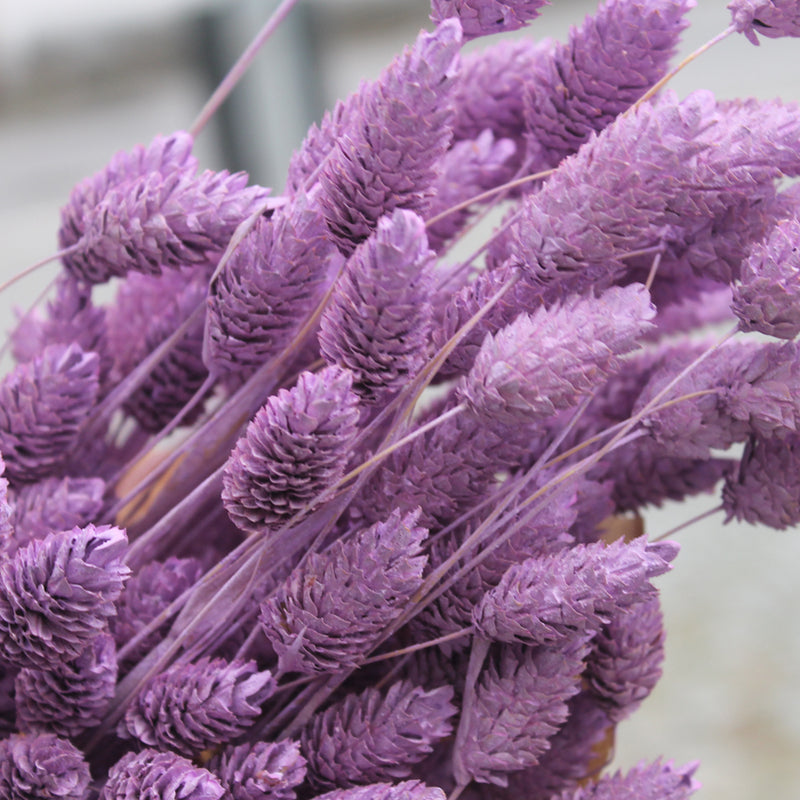 Phalaris Misty Lilas - Flores Secas - Atelier do Sabão